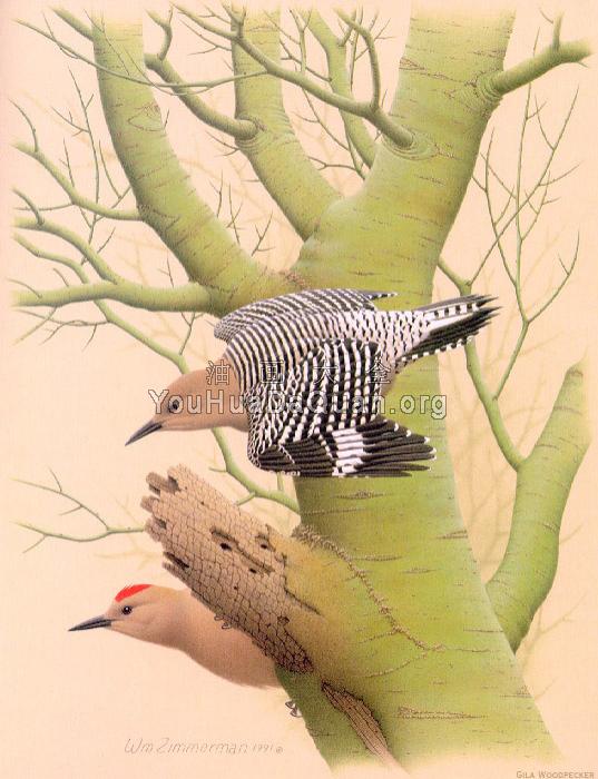 Gila Woodpecker - 威廉·齐默曼
